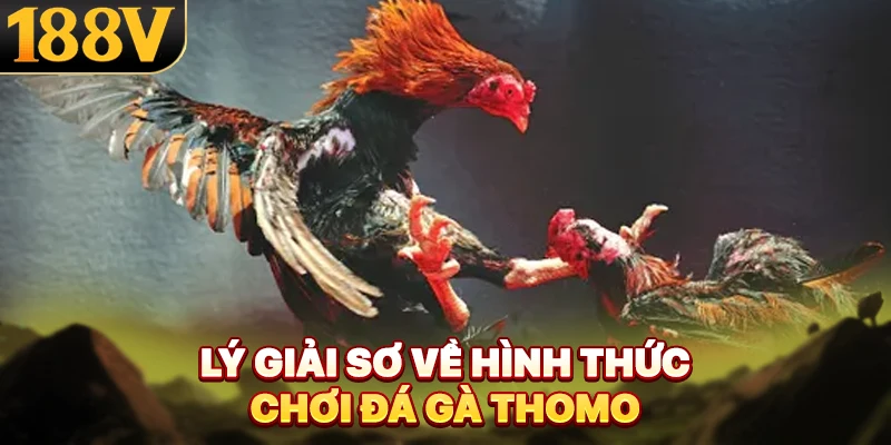 Lý giải sơ về hình thức chơi đá gà Thomo